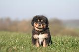 DOGUE DU TIBET 439